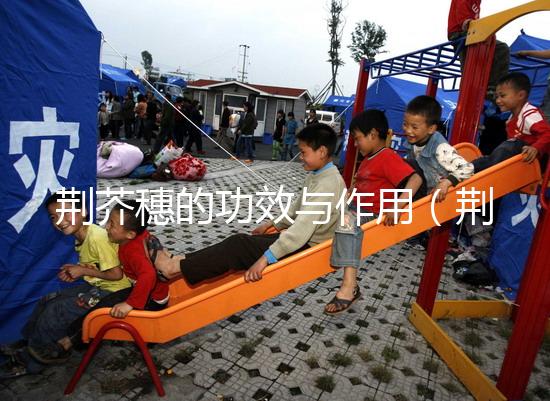 荊芥穗的功效與作用(荊芥穗的功效與作用和主治)